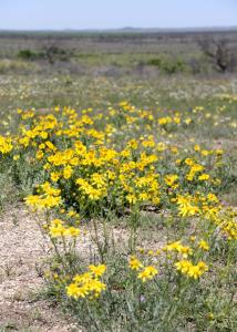 Flowers at the Trailhead