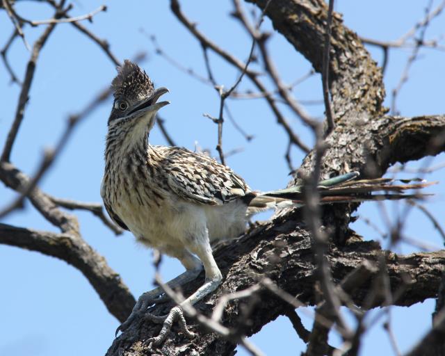 An Inquisitive Road Runner