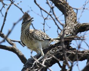 An Inquisitive Road Runner
