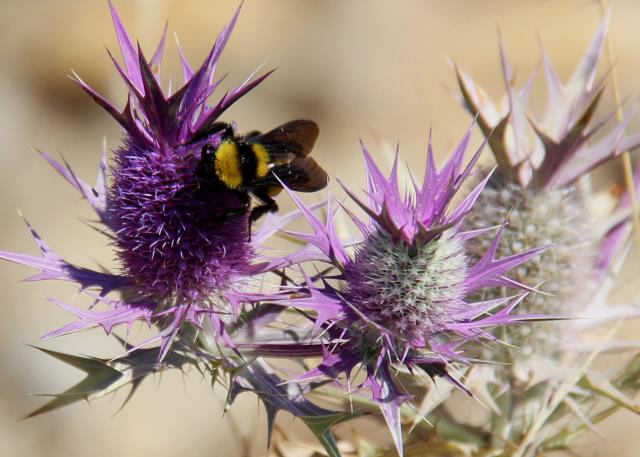 Bee and Thistle