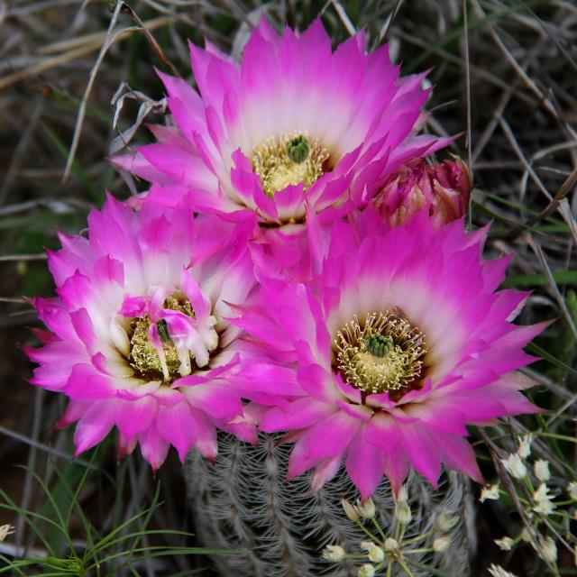 Lace Cactus Blooming