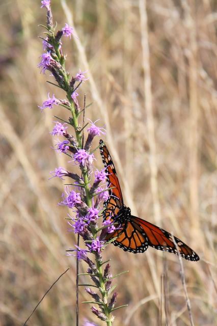 Monarch Butterfly