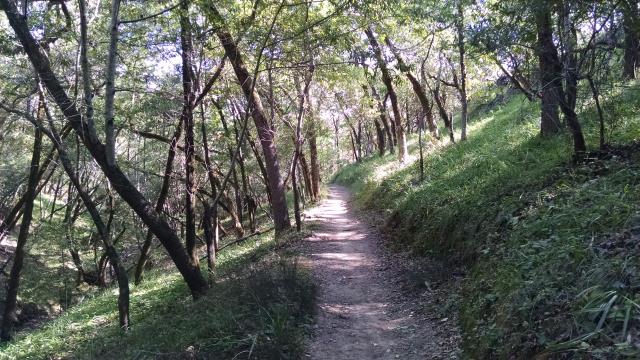 Shady Trail