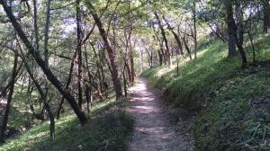 Shady Trail