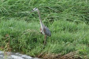 Blue Heron