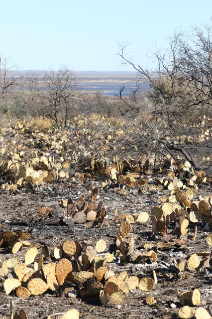 Burned Park Area