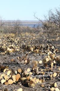 Burned Park Area