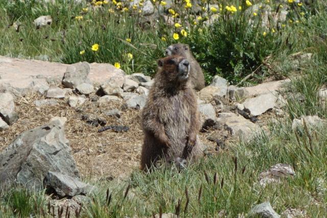 Marmot