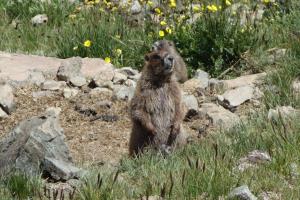 Marmot
