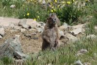 Marmot