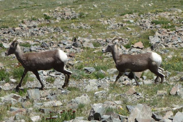 Mountain Goats