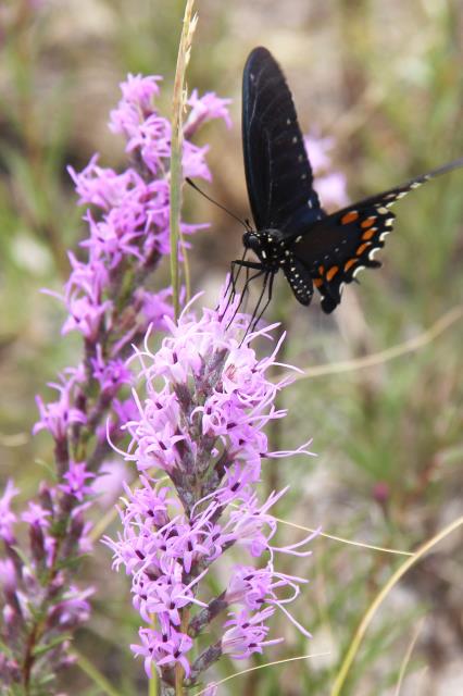 Feathergay and Butterfly.