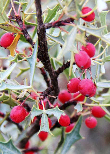 Agarita Berries
