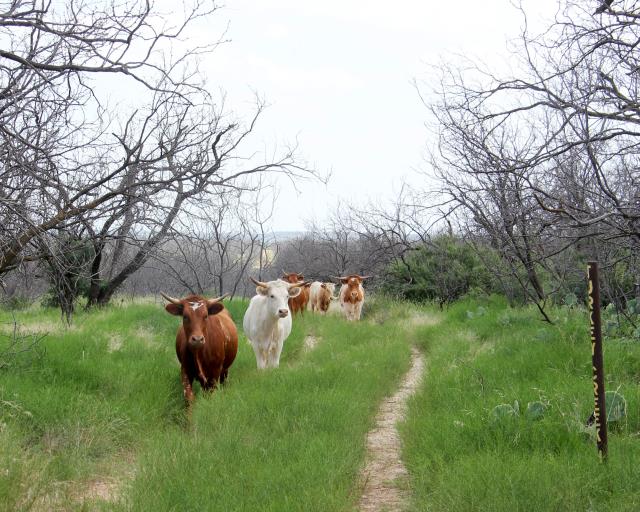 Longhorns at 5 Points Junction