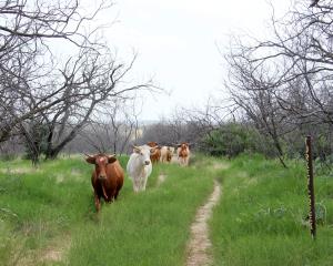 Longhorns at 5 Points Junction