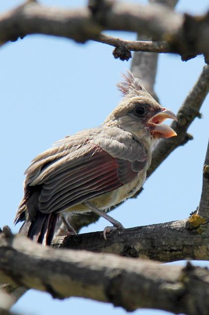 A Female Pyrrhuloxia Fledgeling