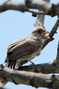 A Female Pyrrhuloxia Fledgeling