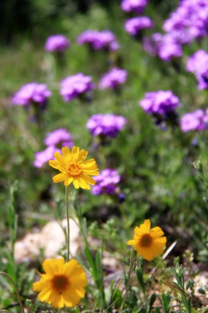 Blooms