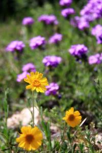 Blooms