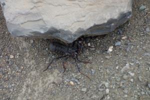 Scorpion