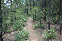 Another View Of The Trail