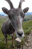 Mountain Goat