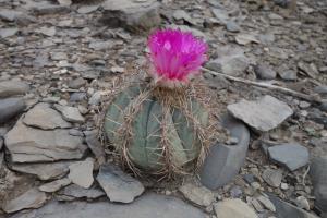 Cactus Bloom