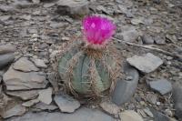 Cactus Bloom