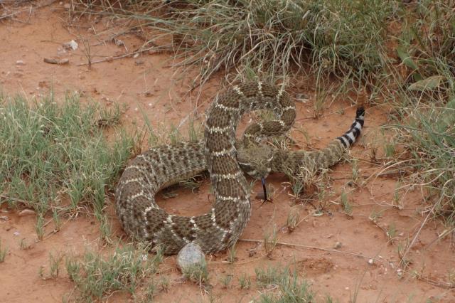 Rattle Snake