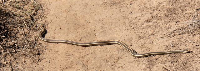 1st Snake of 2015