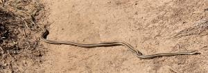1st Snake of 2015