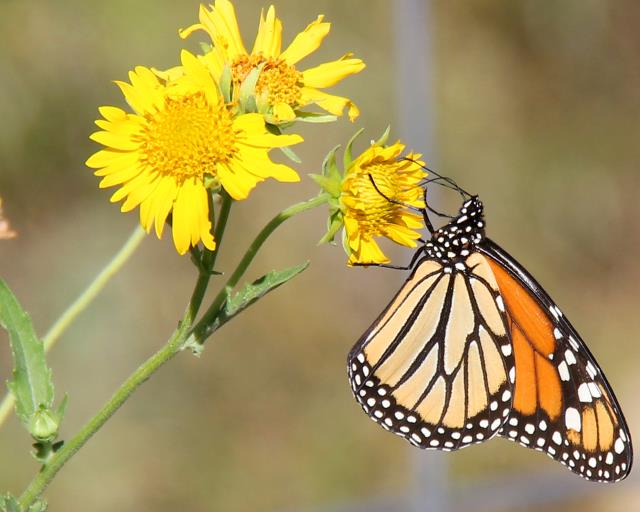 Monarch sipping nectar