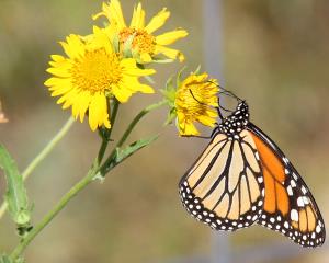 Monarch sipping nectar