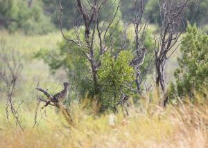 Road Runners at Cougar Overlook