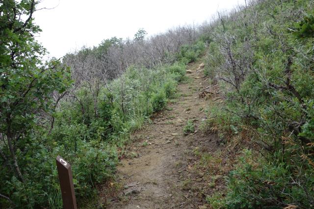 View Of The Trail