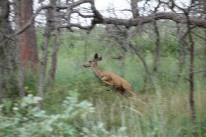 Deer