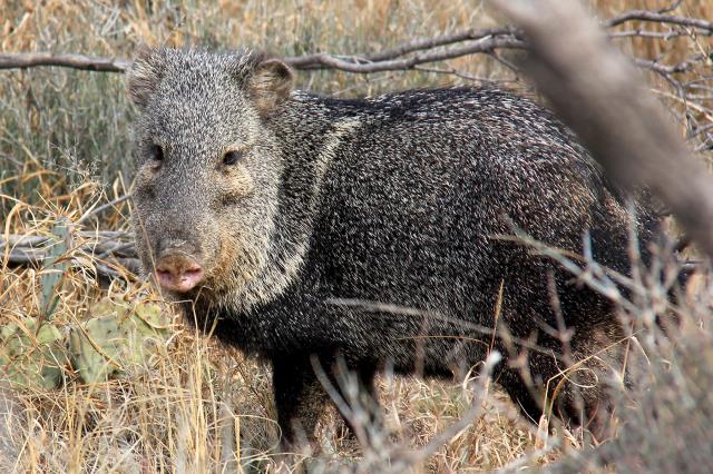 Javalina on Lanky Lackey