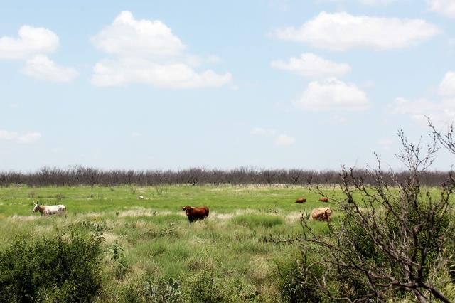 Park Longhorns near Burkett Trail