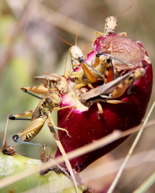 A Feast for Grasshoppers!