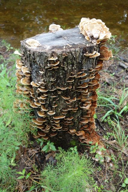 Decomposers