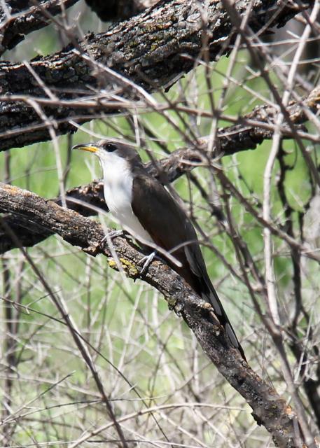 Yellow Billed Cuckoo