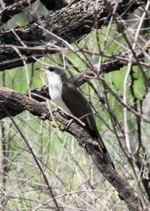 Yellow Billed Cuckoo