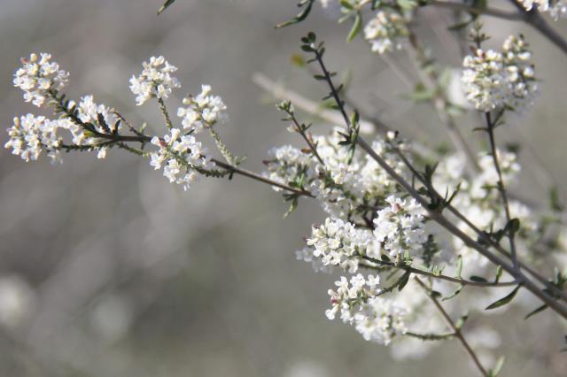 Bee Brush in November!
