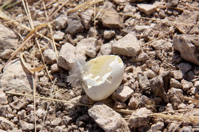 Found on the Trail