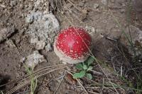 Magic Mushrooms