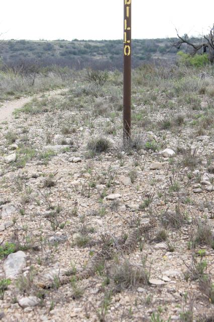 Rattler by the Signpost