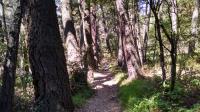 Pine Forest
