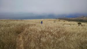 Grassy path