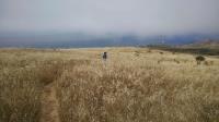 Grassy path