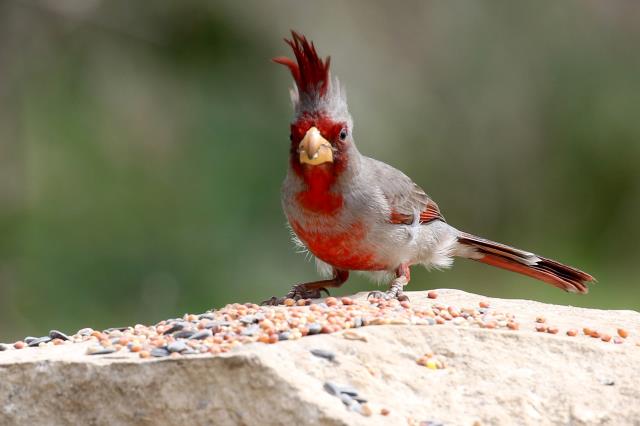 A Bad Hair Day